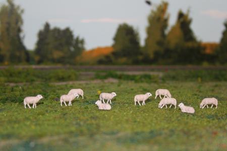 HS002 NL/DE Texelaar 8 stuks